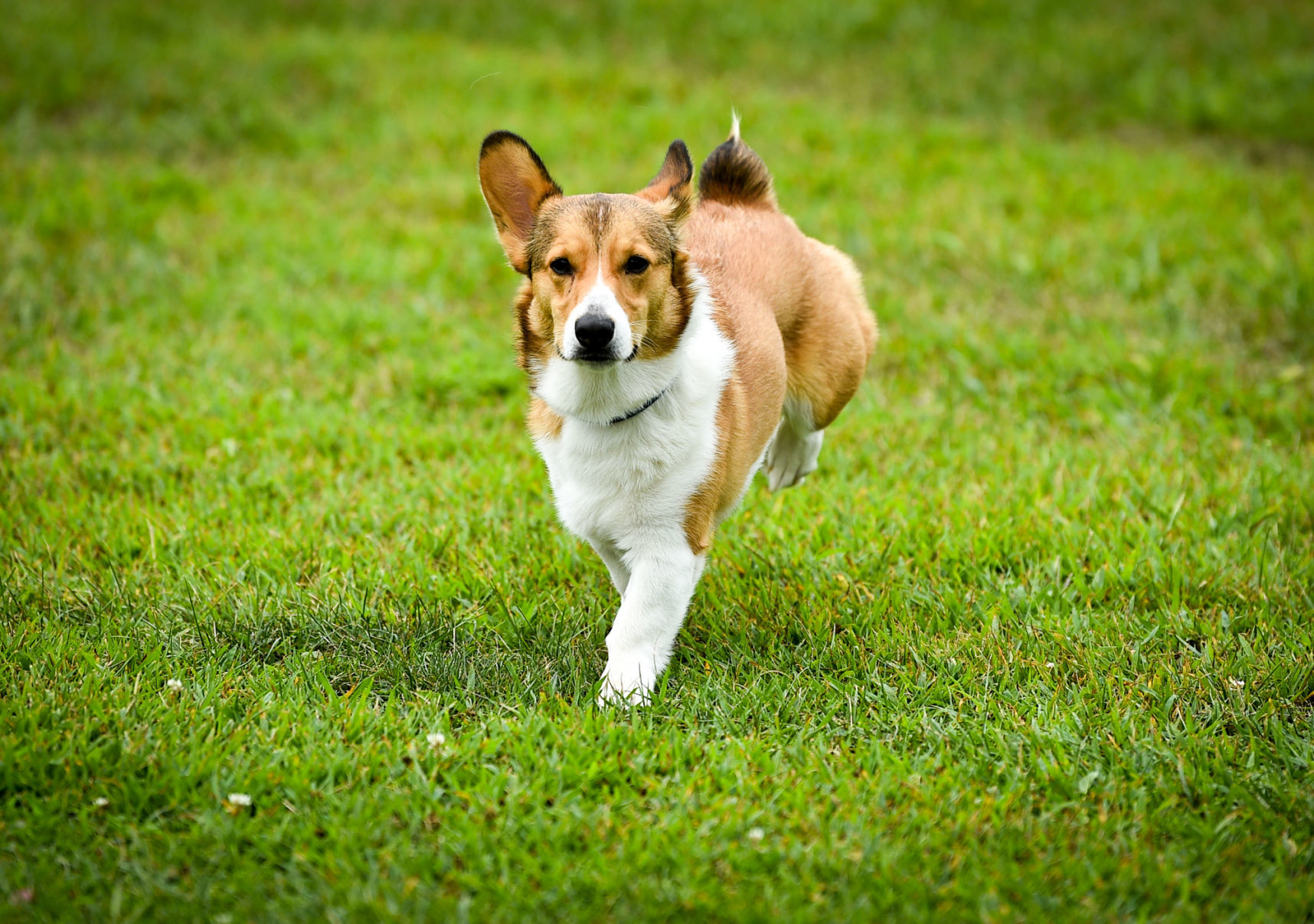 081919-mda-nws-furfriends-012a.JPG
